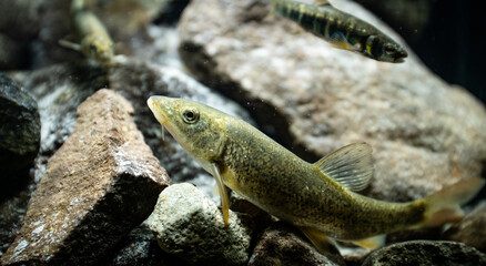 Carpathian barbel (Barbus carpathicus) between rocks with a common minnow (Phoxinus phoxinus)