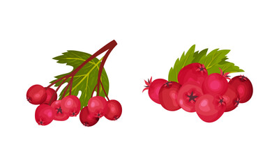 Hawthorn Berry Branch with Cluster of Red Round Small Pome Fruits Vector Set