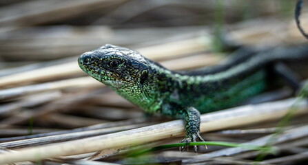 Sand lizard (Lacerta agilis), rare color variant, close-up