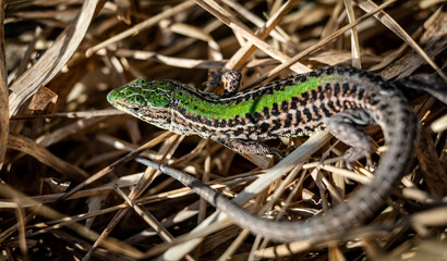 Beautiful male Balkan wall lizard (Podarcis tauricus) in dry grass, close-up
