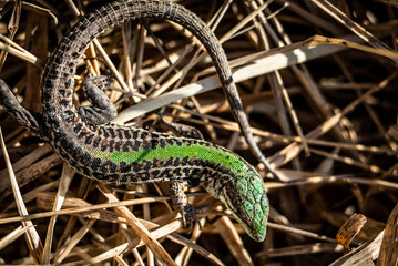 Beautiful male Balkan wall lizard (Podarcis tauricus) in dry grass, close-up