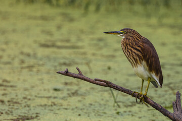 heron