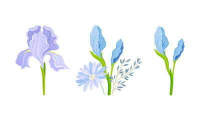 Delicate Purple Iris Flowering Plant on Stem with Blooming Flora Vector Composition Set