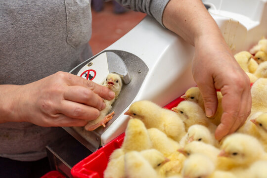 young chicks vaccination in poultry farm