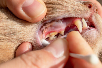 Inflamed gums and teeth covered with plaque and tartar in cats. Concept of dental health in the...