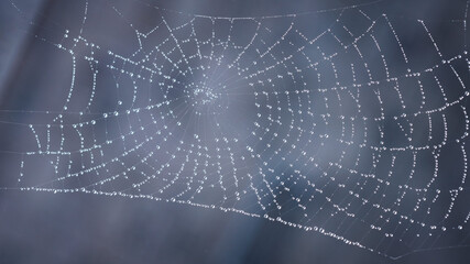 Close up of a cobweb on a dark background. Wet cobweb net with dew drops.