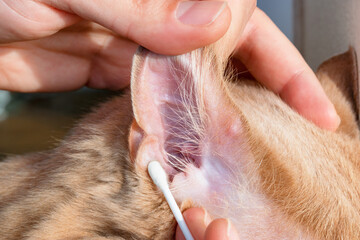 Close-up of a clean cat ear. Ear of the cat free of earwax and infections.