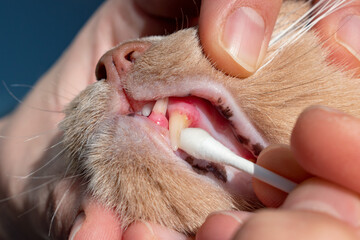 Administer a disinfectant toothpaste on the cat's teeth. Spread an anti-inflammatory gel on the...