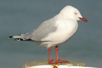 Obraz premium 2014-06-03 Rsm- CBNz-H