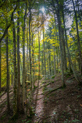rayon du soleil dans la Forêt
