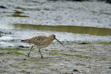 Curlew Scavenging