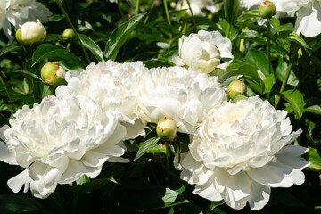 White peony in garden