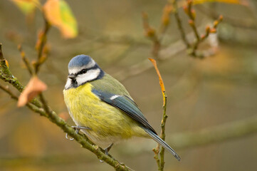 Blue Tit