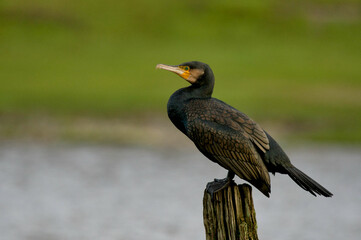 Cormorant Resting