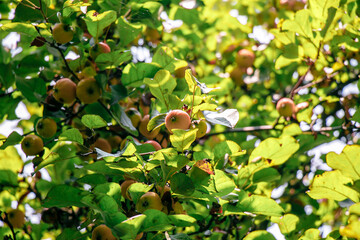 juicy, ripe apples, illuminated by the rays of the sun on the branch of an apple tree.autumn fruit...