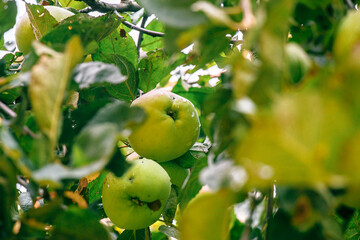 juicy, ripe apples, illuminated by the rays of the sun on the branch of an apple tree.autumn fruit harvest
