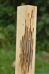 Tunnels Made by Woodworms