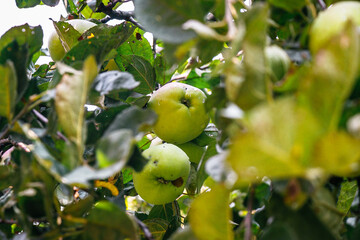 juicy, ripe apples, illuminated by the rays of the sun on the branch of an apple tree.autumn fruit...