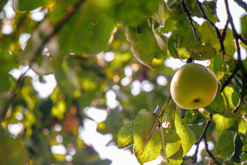 juicy, ripe apples, illuminated by the rays of the sun on the branch of an apple tree.autumn fruit harvest	
