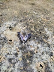 butterfly on the ground