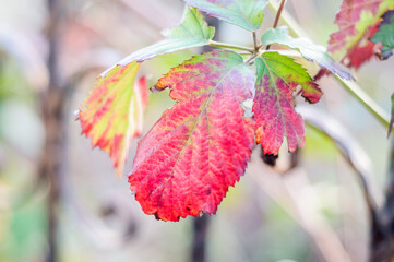 dry plants with fall colors in winter
