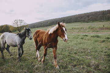 Fototapeta na wymiar nature fields horses mammal animals landscape unaltered