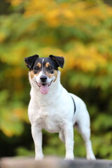 Jack Russel Terrien en ballade en automne
