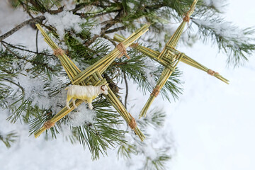 Brigid's cross - symbol of Imbolc sabbat. ireland handmade Pentagram amulet made from straw and sheep toy on snowy pine tree. Wiccan tradition for blessed, protection. spring and winter pagan ritual - obrazy, fototapety, plakaty