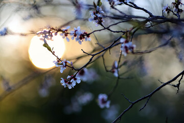 Blooming almonds