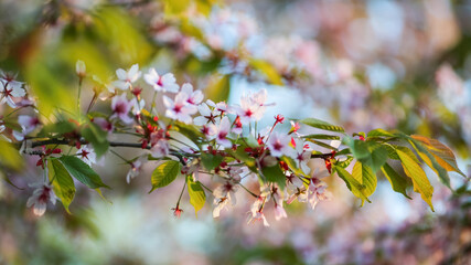 Blooming  cherry