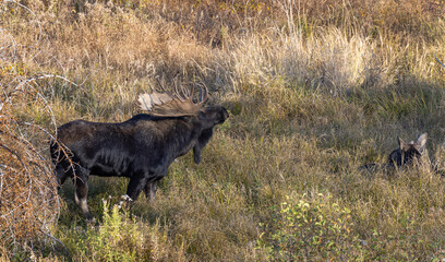 Shiras Bull and Cow Moose Rutting in Wyoming in Autumn