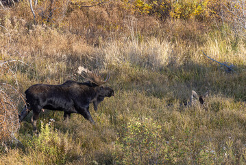 Shiras Bull and Cow Moose Rutting in Wyoming in Autumn