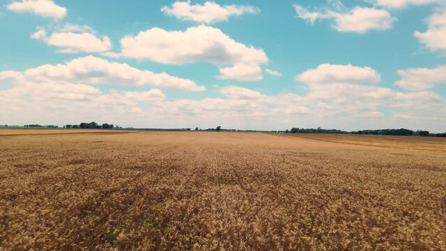 Campo de trigo desde drone