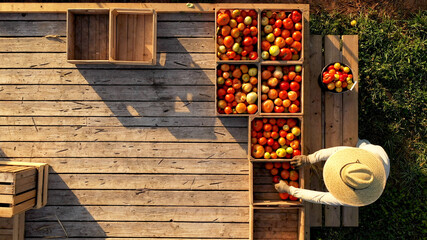 Aerial view of men sorting tomatoes on flatbed trailer at sunrise.