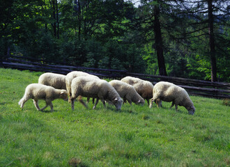 Obraz na płótnie Canvas Sheep in Beskid Slaski Mountains, Poland