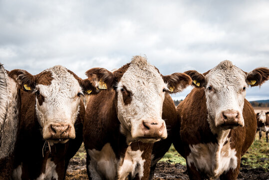 cows in pen