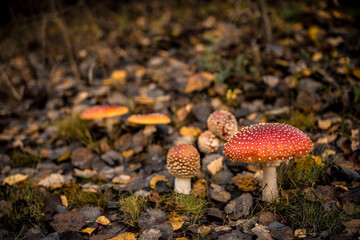 Mushrooms in forest 