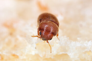 Lasioderma serricorne commonly known as the cigarette beetle, cigar beetle or tobacco beetle, is pest of tobacco, dried herbs and many of others stored products. Beetle on bread.