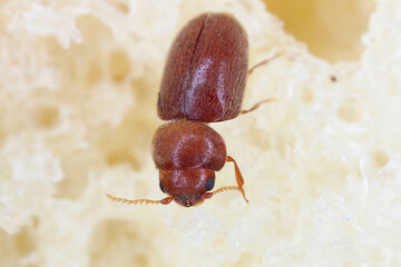 Lasioderma serricorne commonly known as the cigarette beetle, cigar beetle or tobacco beetle, is...