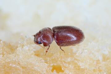 Lasioderma serricorne commonly known as the cigarette beetle, cigar beetle or tobacco beetle, is pest of tobacco, dried herbs and many of others stored products. Beetle on bread.