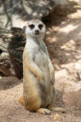 cute male meerkat standing on the rock to beware lookout and watching the predator.