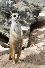 Fototapeta premium cute male meerkat standing on the rock to beware lookout and watching the predator.