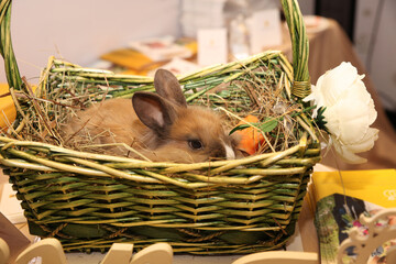 Beige homemade real rabbit in a basket