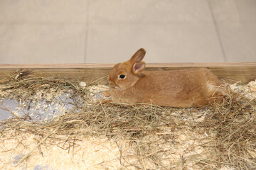 Beige homemade real rabbit lies next to a straw in a pet store