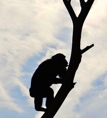 Chimpanzee Silhouette