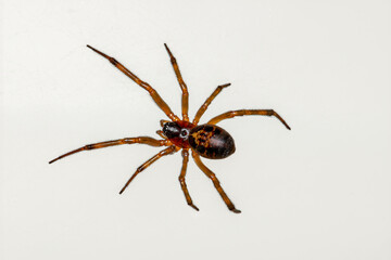 Common House Spider on a white background