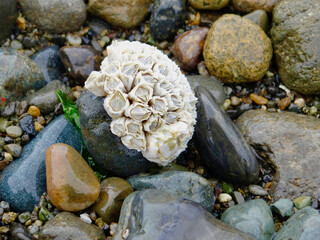 Barnacles on Pebble