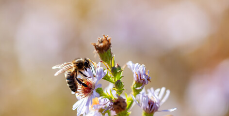 Apiculture - Abeille mellifère butinant des fleurs d'aster