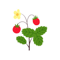 Strawberry bush