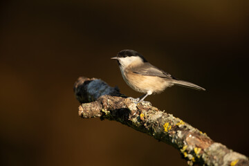 Willow tit sitting on a branch
